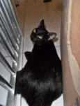 Panqueca