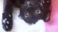 Panqueca