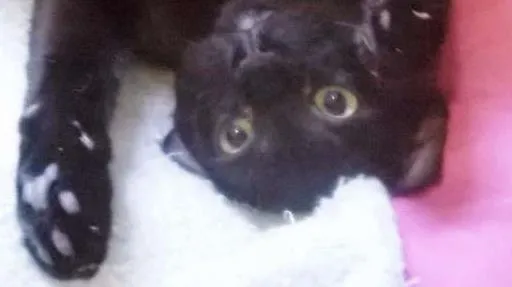 Gato ra a srd idade 7 a 11 meses nome Panqueca