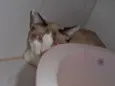 Crepe