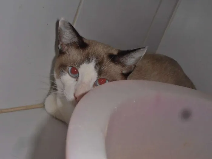 Gato ra a srd idade 7 a 11 meses nome Crepe