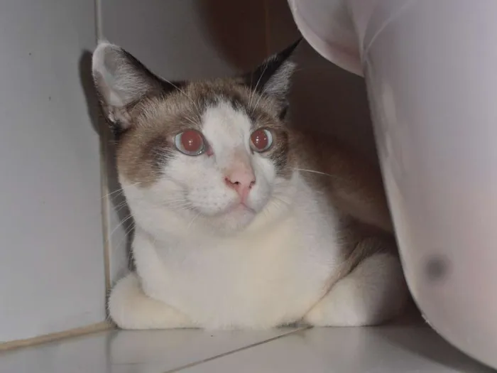 Gato ra a srd idade 7 a 11 meses nome Crepe