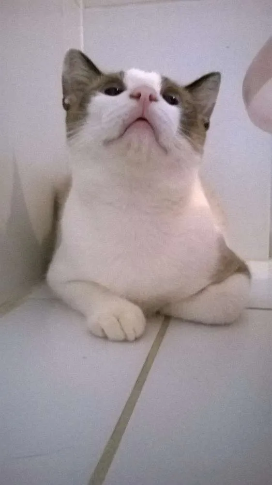 Gato ra a srd idade 7 a 11 meses nome Crepe