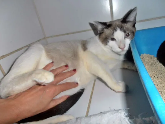 Gato ra a srd idade 7 a 11 meses nome Crepe