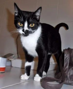Gato raça srd idade 7 a 11 meses nome Dinda
