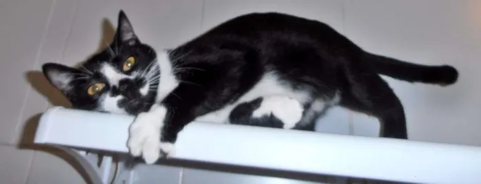 Gato ra a srd idade 7 a 11 meses nome Dinda