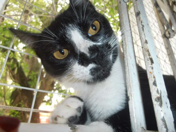 Gato ra a srd idade 7 a 11 meses nome Dinda