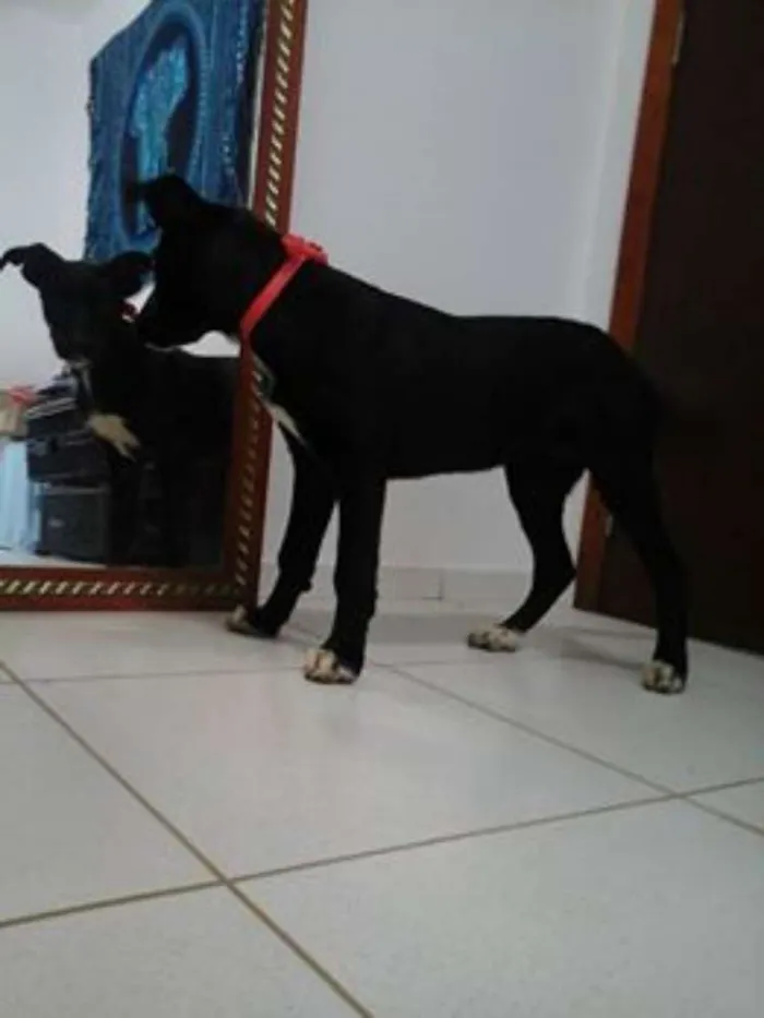 Cachorro ra a SRD idade 2 a 6 meses nome Julia