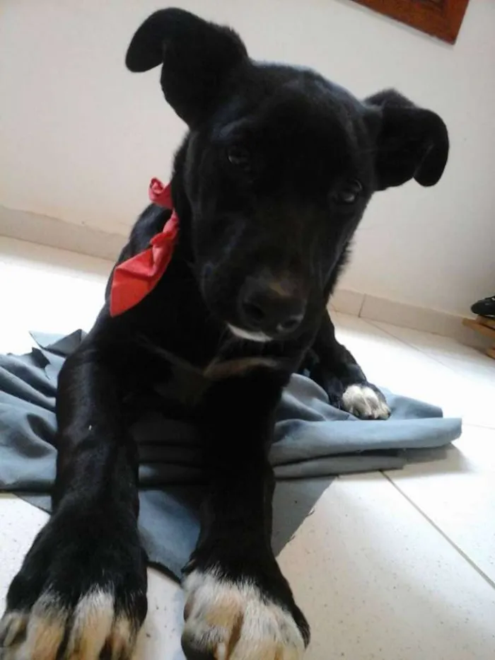 Cachorro ra a SRD idade 2 a 6 meses nome Julia