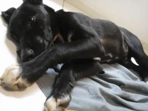Cachorro raça SRD idade 2 a 6 meses nome Julia
