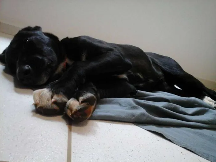 Cachorro ra a SRD idade 2 a 6 meses nome Julia
