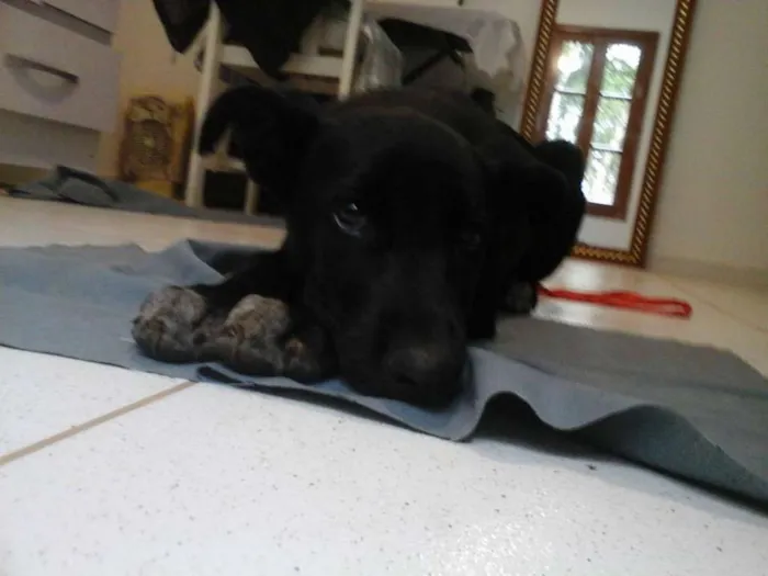 Cachorro ra a SRD idade 2 a 6 meses nome Cloe