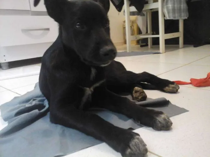 Cachorro ra a SRD idade 2 a 6 meses nome Cloe