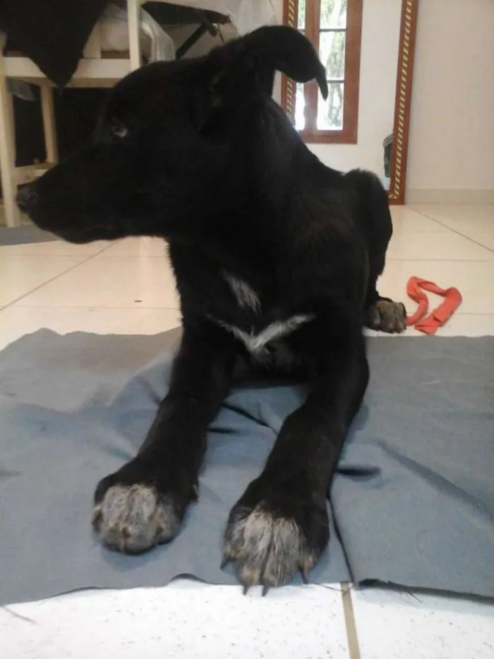 Cachorro ra a SRD idade 2 a 6 meses nome Cloe
