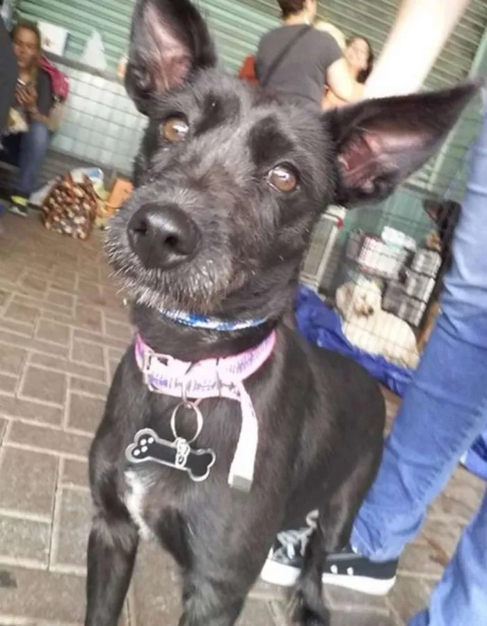 Cachorro ra a SRD idade 2 anos nome Kiara