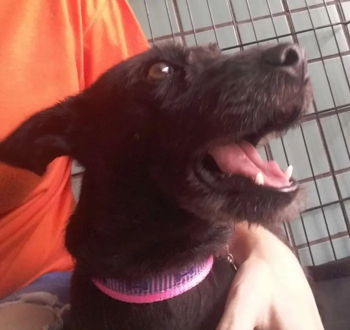 Cachorro ra a SRD idade 2 anos nome Kiara
