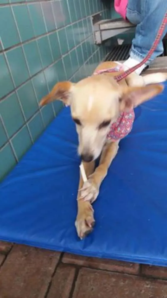 Cachorro ra a SRD idade 5 anos nome Sol