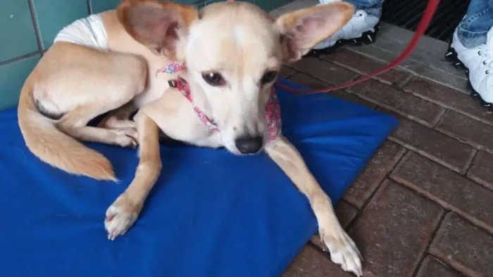 Cachorro ra a SRD idade 5 anos nome Sol