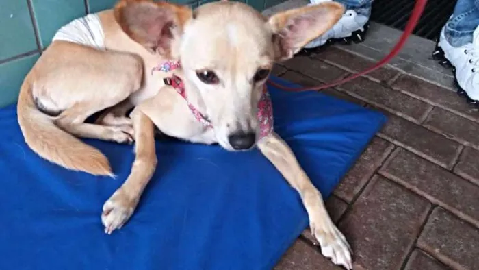 Cachorro ra a SRD idade 5 anos nome Sol