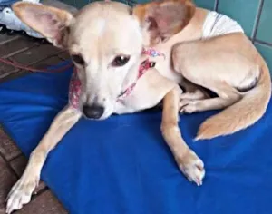 Cachorro raça SRD idade 5 anos nome Sol