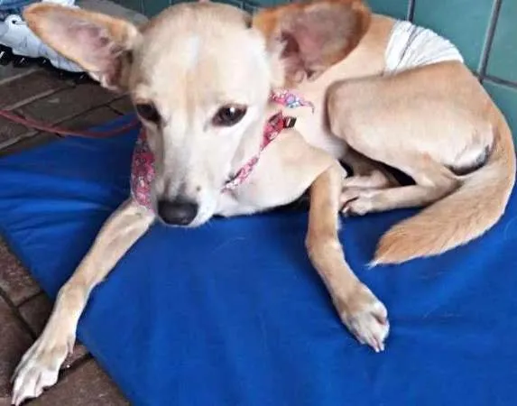 Cachorro ra a SRD idade 5 anos nome Sol