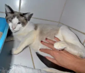 Gato raça srd idade 7 a 11 meses nome Crepe
