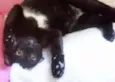 Panqueca