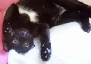 Gato raça srd idade 7 a 11 meses nome Panqueca