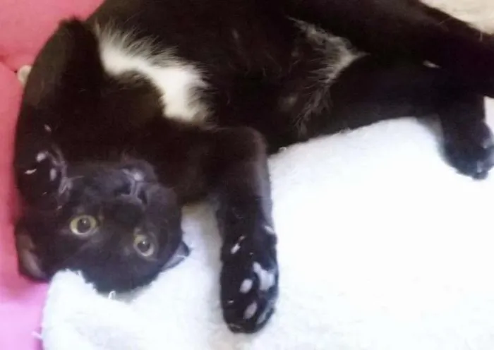 Gato ra a srd idade 7 a 11 meses nome Panqueca