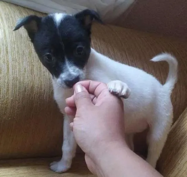 Cachorro ra a nao sei idade Abaixo de 2 meses nome ritinha