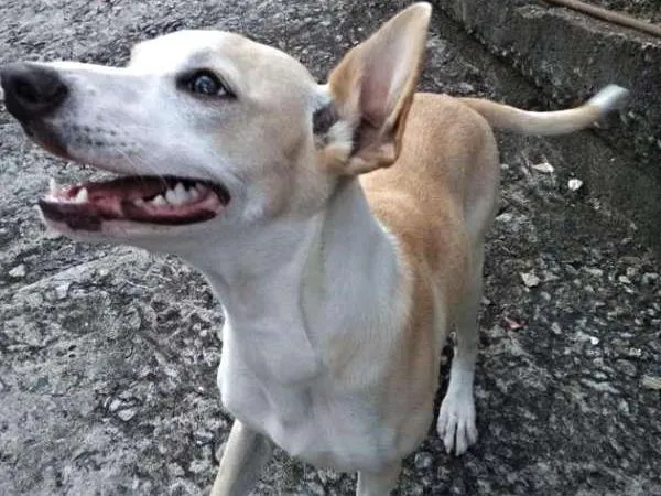 Cachorro raça Jack Russell Terrier idade 1 ano nome apelidamos de winner