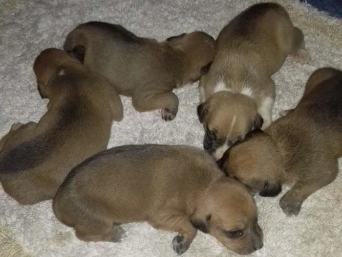 Cachorro raça vira lata idade Abaixo de 2 meses nome família sophi