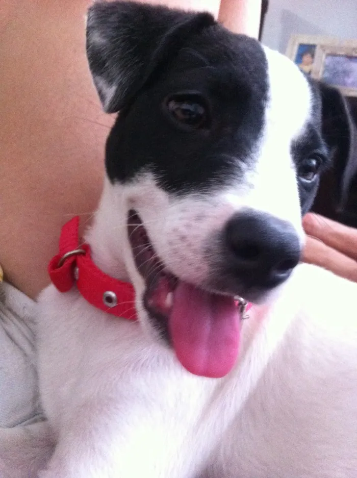 Cachorro ra a Vira-lata idade 2 a 6 meses nome Panda