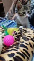 Nala