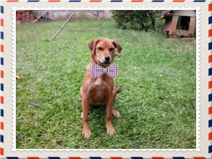 Cachorro ra a SRD idade 7 a 11 meses nome Auau