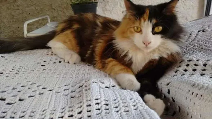 Gato ra a Sem raça idade 1 ano nome Mikau