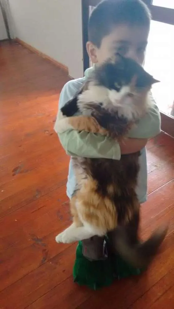 Gato ra a Sem raça idade 1 ano nome Mikau