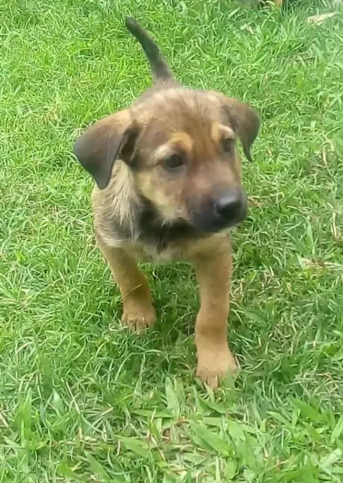 Cachorro ra a Desconhecida idade 2 a 6 meses nome Bob