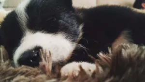 Cachorro raça SRD idade Abaixo de 2 meses nome Capitu