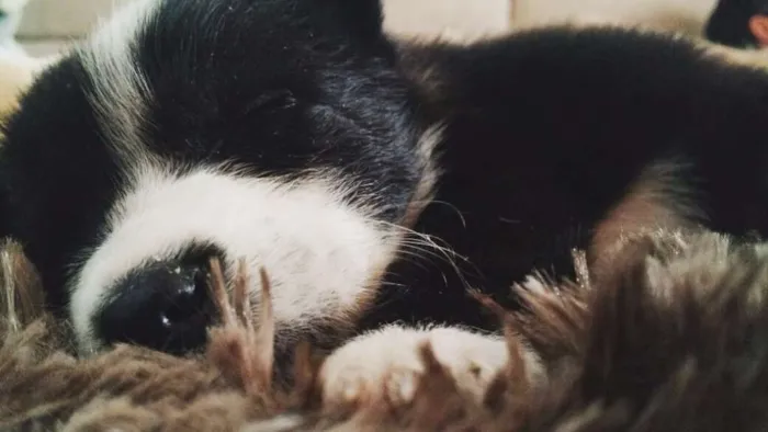 Cachorro ra a SRD idade Abaixo de 2 meses nome Capitu