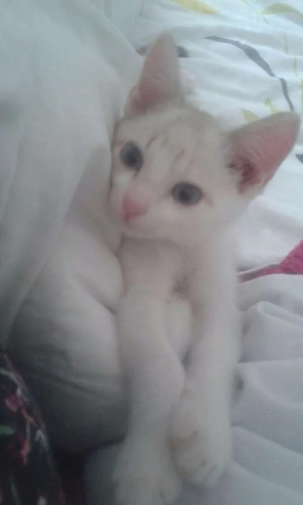 Gato ra a SRD idade 2 a 6 meses nome Lua