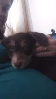 Lola