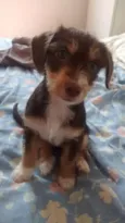 Lola