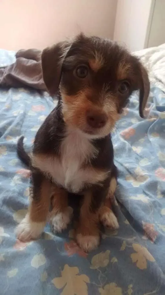 Cachorro ra a Srd idade 2 a 6 meses nome Lola