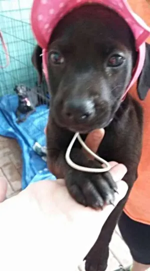 Cachorro raça SRD idade 2 a 6 meses nome Meg
