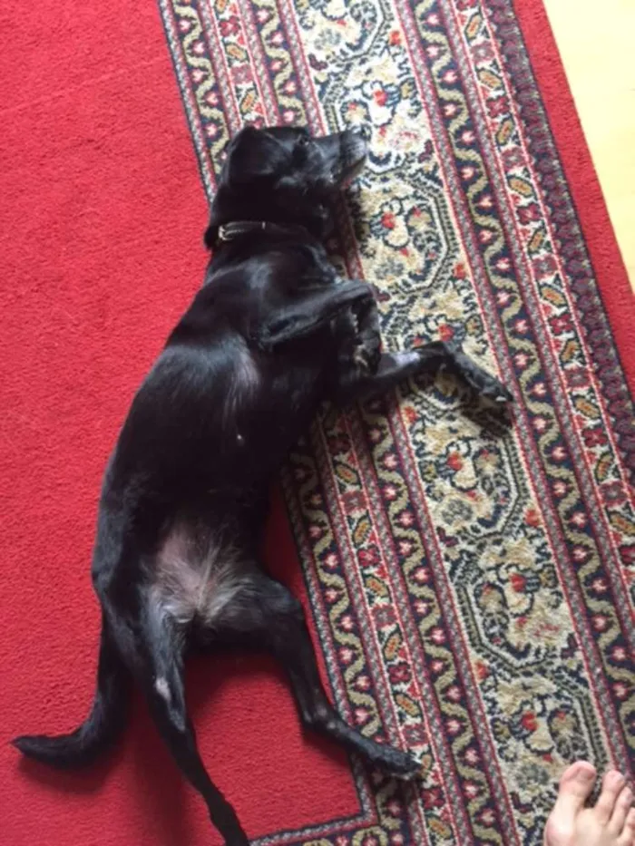 Cachorro ra a vira-lata idade 6 ou mais anos nome Lucky