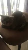 Felix