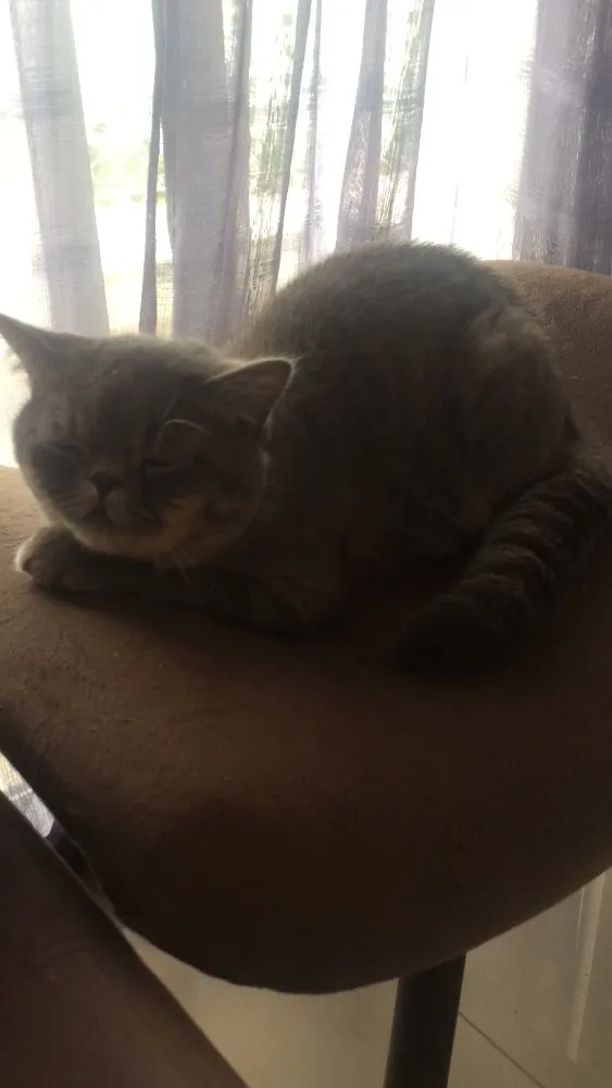 Gato ra a Persa idade 7 a 11 meses nome Felix