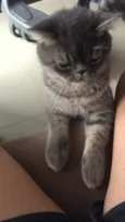 Felix