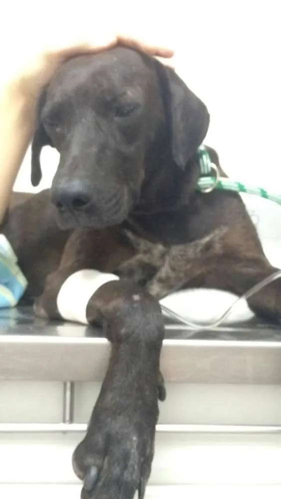 Cachorro ra a Vira Lata idade 1 ano nome Chape